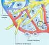 Capillaires_Lymphatiques.JPG (44981 octets)