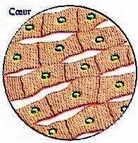 La cellule Coeur.JPG (16170 multiplets)