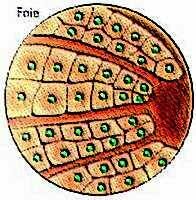 La cellule Foie.JPG (15613 multiplets)