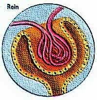 La cellule Rein.JPG (15417 multiplets)