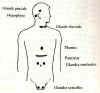 Endocrinien.JPG (20148 bytes)