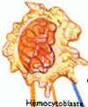 Hemocytoblaste.JPG (10911 multiplets)