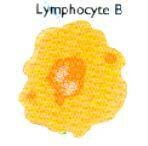 Lymphocyte B.JPG (4120 octets)