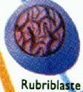 Phase1.JPG (4615 octets)