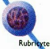 Phase3.JPG (4056 multiplets)