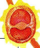 Pl Phase2.JPG (11714 octets)