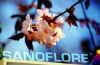 Poster Sanoflore.JPG (41363 octets)