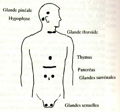 Endocrinien.jpg (20148 octets)