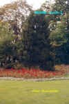 Jardin2.JPG (60808 octets)