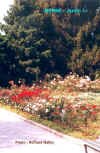Jardin3.JPG (69062 octets)