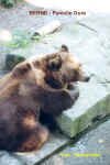 Ours-Femelle.JPG (43617 octets)